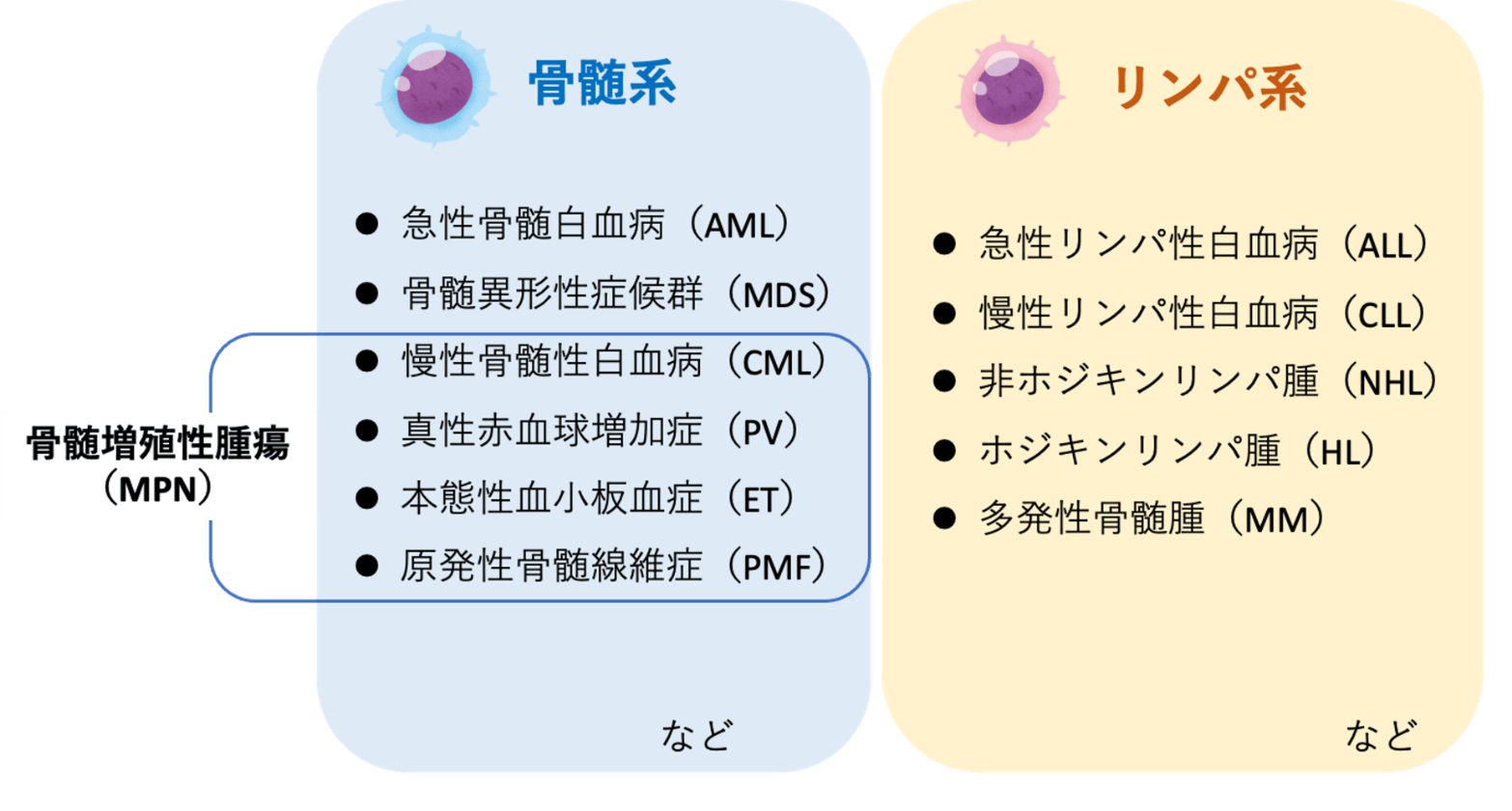 骨髄増殖性腫瘍（MPN）とは