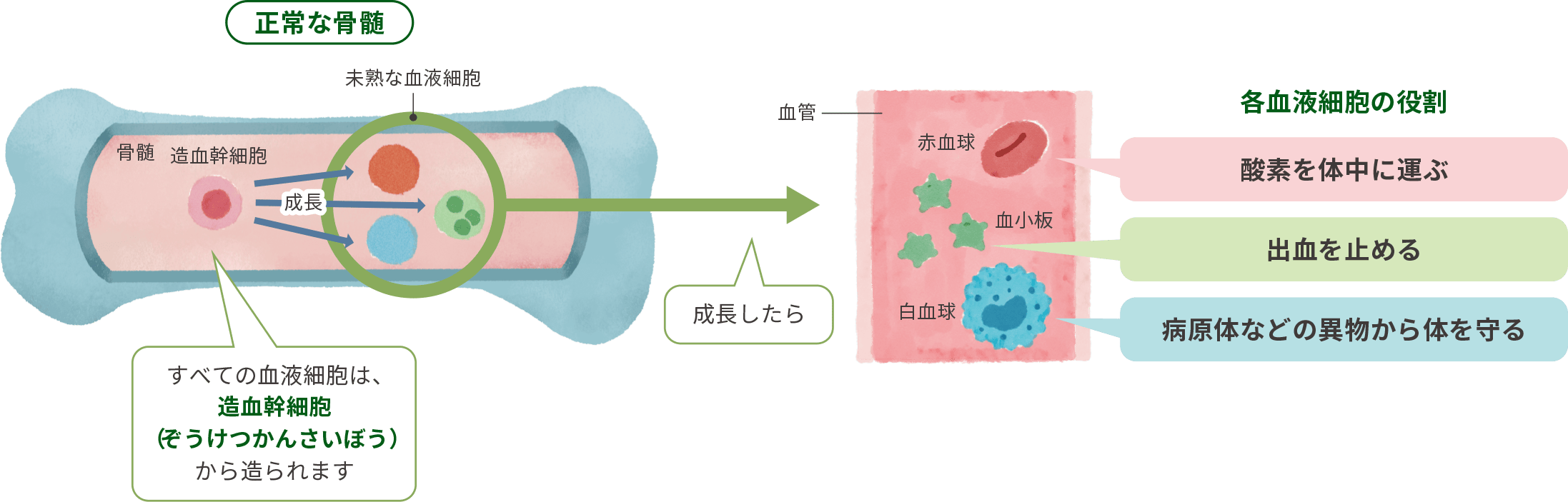 血液ができる仕組みのイラスト